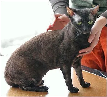 Une autre race russe comme son nom ne l'indique pas.