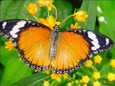 Quels sont les stades successifs de la formation du papillon ?