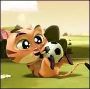 Quel animal est Mr.Chat ?