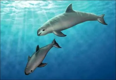 Le marsouin du golfe de Californie ou marsouin du Pacifique est le plus petit cétacé (1, 5 m). C'est une espèce que l'on ne rencontre que dans le golfe de Californie. Dans quelle mer trouve-t-on cette espèce ?