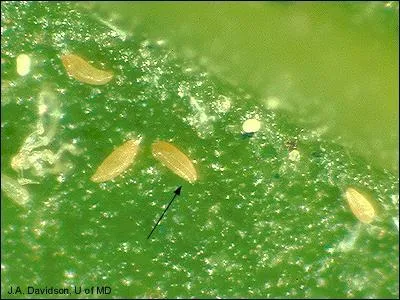 Les membres de la famille des « Eriophyidae » sont de minuscules mites parasites des plantes. Quelle est leur régime alimentaire ?