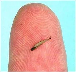 « Paedocypris progenetica » est une espèce de poissons endémique d'Indonésie mesurant 10 mm. C'est le plus petit des poissons. Mais que veut donc dire « Endémique » ?