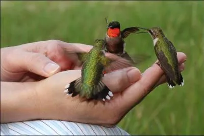 Le plus petit oiseau au monde est le colibri-abeille (à peine 6 cm). Son nom français est le colibri d'Hélène, nom donné en l'honneur d'Hélène Booth. Ce colibri est capable de faire du surplace en l'air pour puiser le nectar des fleurs. Combien de battements d'ailes par seconde est-il capable de réaliser ?