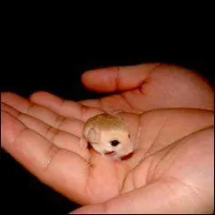 Avec un corps mesurant entre 36 et 47 mm et sa queue de 72 à 94 mm, cette gerboise naine à trois doigts est le plus petit rongeur au monde. Elle vit dans la région asiatique du Baloutchistan, au Pakistan et en Afghanistan, dans les dunes de sable et les plaines désertiques. Comment les pattes « arrière » sont-elles isolées de la chaleur ?