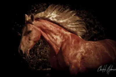 Où rencontre-t-on le cheval "Pilgrim" ?