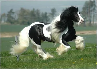 Quel est ce cheval trapu, de petite taille (intermédiaire entre le poney et le cheval de selle) ?
