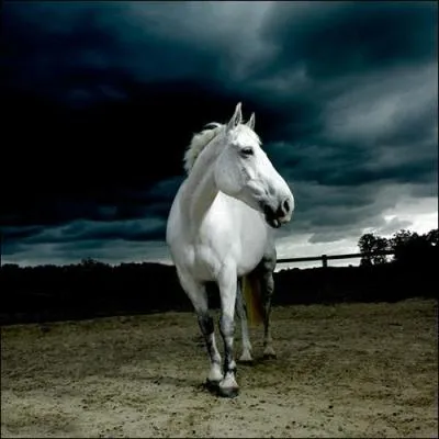 Qui a écrit "La mort du petit cheval" ?