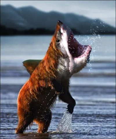 Cet animal hybride s'appelle &laquo; Casquin &raquo;.