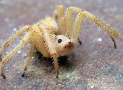 Cet animal hybride s'appelle &laquo; hergn&eacute;e &raquo;.