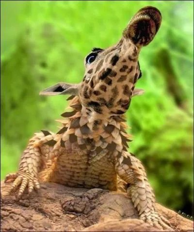 Cet animal hybride s'appelle &laquo; Varafe &raquo;.