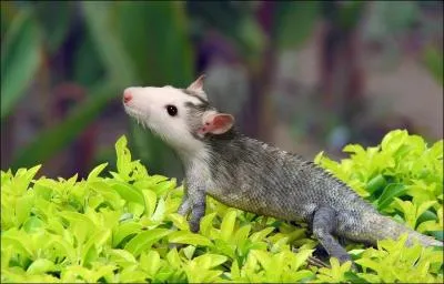 Cet animal hybride s'appelle &laquo; Souzard &raquo;.