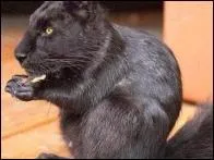 Cet animal hybride s'appelle &laquo; Campuma &raquo;.