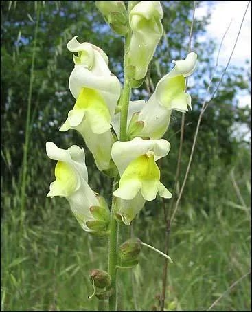 Trouvez l'animal par la fleur !