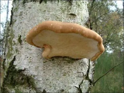 Ne mettez pas la charrue avant ...