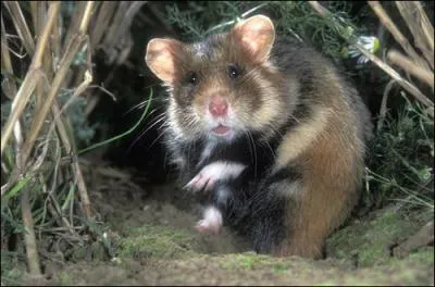 Le grand hamster d'Alsace, rongeur sauvage noir et roux, présent dans la plaine d'Alsace, peut vivre jusqu'à dix ans.