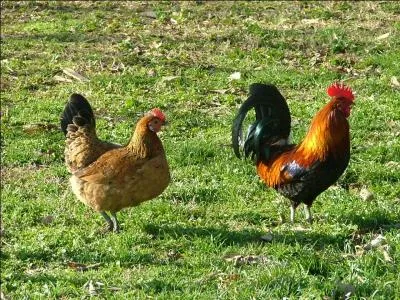 Les poules et les coqs domestiques sont issus d'un ancêtre sauvage, le coq bankiva ou coq doré originaire du Sud-Est asiatique.
