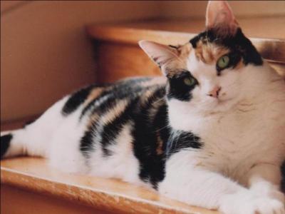 Pour des raisons génétiques, 99,9 % des chats tricolores sont des femelles.
