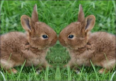 Les bébés lapins sont des lapineaux.