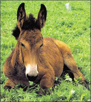 L'hybride mâle d'un âne et d'une jument est appelé "bardot".