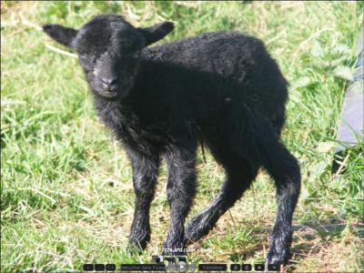 Le mouton d'Ouessant est la plus petite race ovine française.