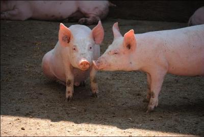 Les cochons ou porcs domestiques sont tous roses.