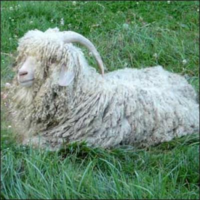 C'est la chèvre angora qui produit la laine mohair.