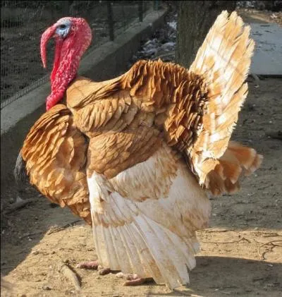 Le dindon rouge des Ardennes a le plumage roux et les doigts roses.