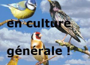 Quiz Les oiseaux en culture gnrale