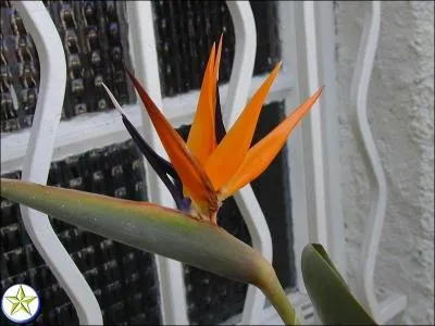 Quel est l'autre nom de la fleur nommée oiseau de Paradis ?