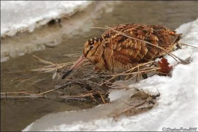 Qui a écrit "Les contes de la Bécasse" ?