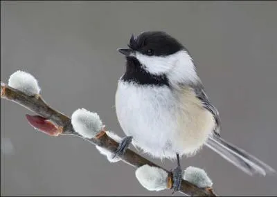 Dans le roman de Renart, quel oiseau était Mouflard ?