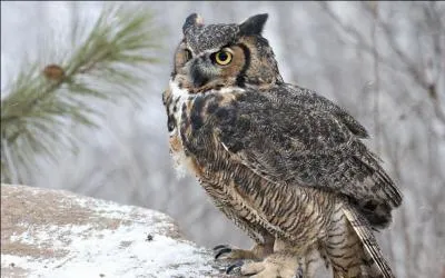 Le hibou est le seul oiseau à avoir des oreilles apparentes sur le haut de sa tête, les autres oiseaux n'ont que des oreilles cachées sous le plumage, et aucun pavillon externe :
