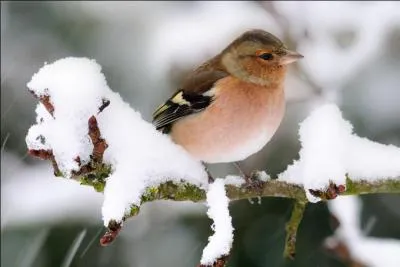 Si vous avez très bien réussi ce quiz, vous pouvez :