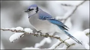 Quel est l'oiseau dont l'homonyme est vert et rafraîchissant ?