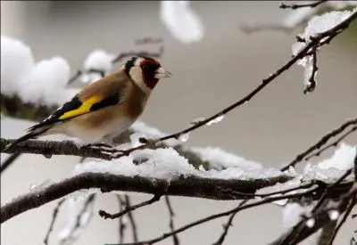 Je vous sens gai comme un pinson d'avoir répondu avec brio à ces trois questions faciles, j'appâte le client, mais méfiez-vous....