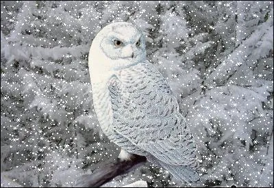 Qui a écrit "Le cri de la chouette" ?