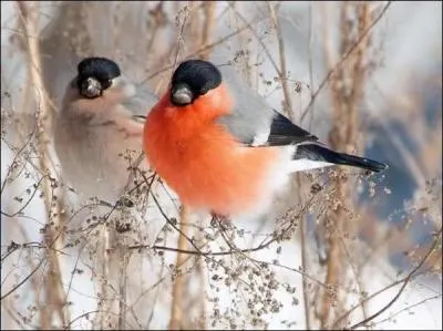 Qui a composé "L'oiseau de feu" ?