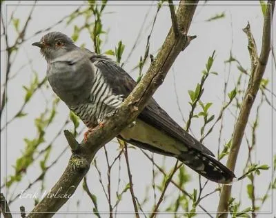 Quel film a réalisé Milo Forman ? (soit vous êtes cinéphiles, soit vous connaissez les oiseaux et pouvez vous aider de la photo)