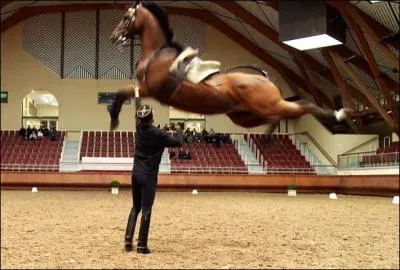 Dans l'Italie de la renaissance, l'art équestre connaît un nouvel âge d'or. Les académies équestres se développent partout en France, Autriche, Espagne. L'èquitation devient un art en soi. Comment se nomme cette figure exécutée au cadre Noir de Saumur ?