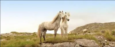 Quelle est la fausse association, pays, cheval ?