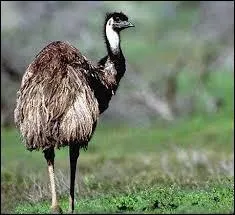 L'émeu, le manchot et l'autruche ont tous les trois des ailes mais aucun ne peut voler.