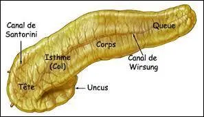 Le pancréas fait-il partie de notre système digestif ?