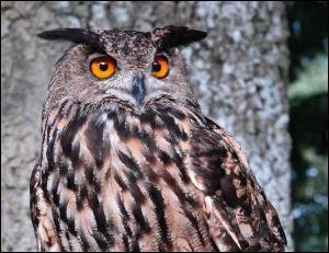 Le hibou possède-t-il des oreilles ?