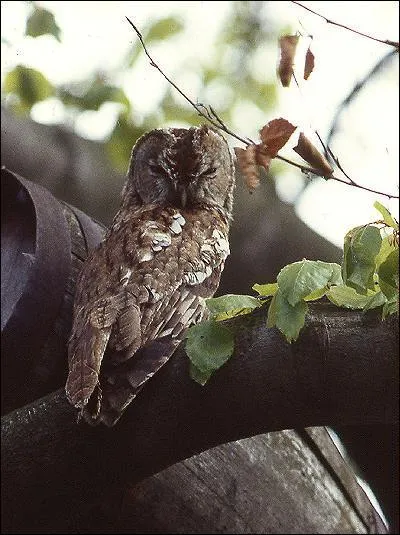 Comment surnomme-t-on la chouette hulotte ?