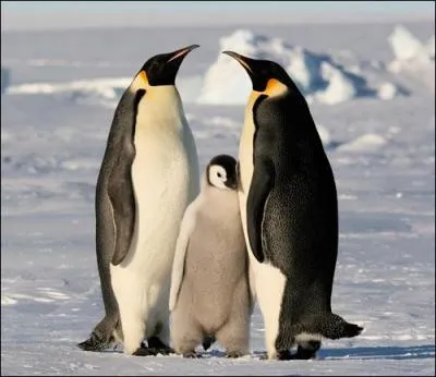 Le "manchot royal" vit sur la banquise arctique et se nourrit de poissons.