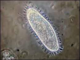 Lequel de ces protozoaires est une cellule ciliée (qui présente des cils vibratiles) ?