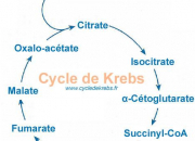 Quiz Rvisez votre cycle de Krebs