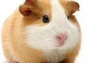 Quiz Les animaux