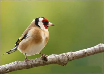 Quel est cet oiseau bariolé et gracieux ?