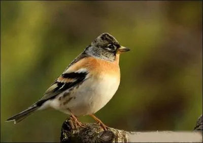 Quel est ce petit oiseau chanteur ?